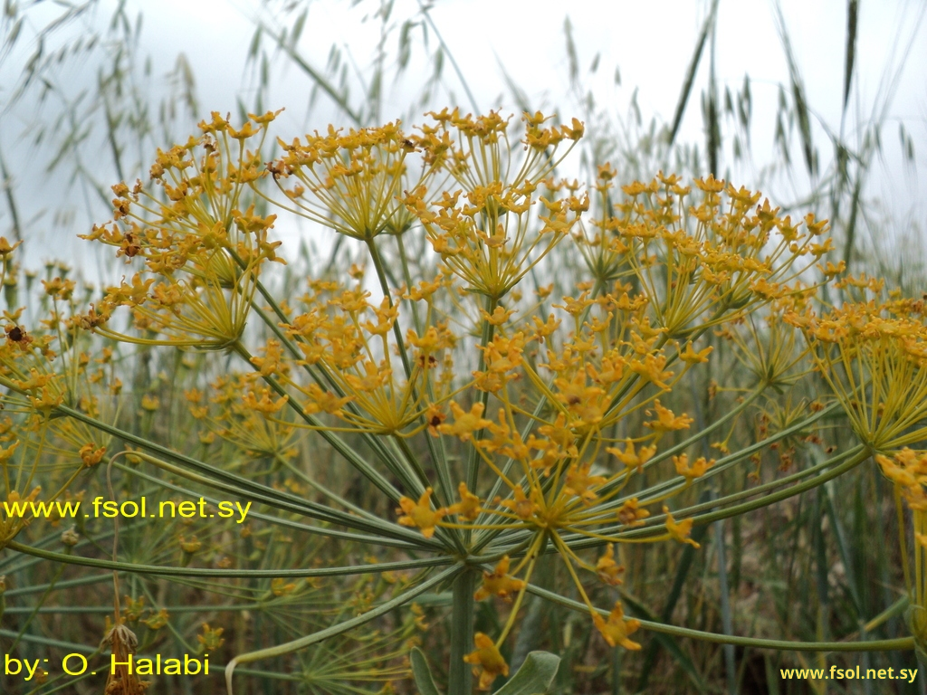 Smyrniopsis cachroides Boiss.